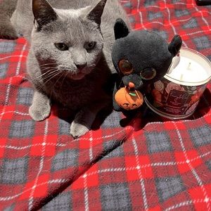 Limited Edition Beanie boo black Halloween cat CAT NOT FOR SALE